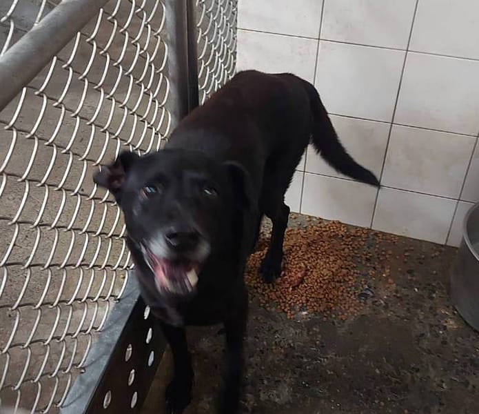 【待認養】混種犬 狗 (男生) - 新北市板橋區公立動物之家