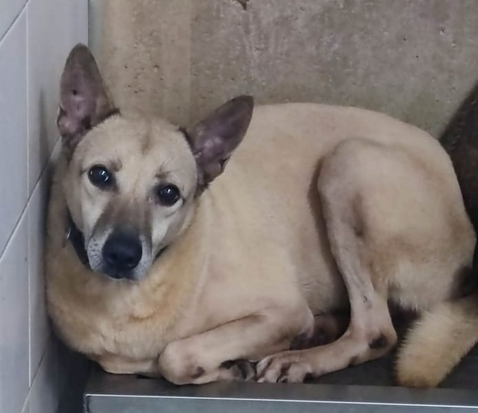 【待認養】混種犬 狗 (男生) - 新北市中和區公立動物之家