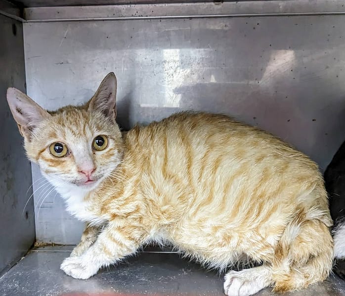 【待認養】混種貓 貓 (男生) - 新竹縣動物保護教育園區