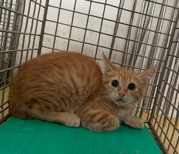 【待認養】混種貓 貓 (男生) - 臺北市動物之家