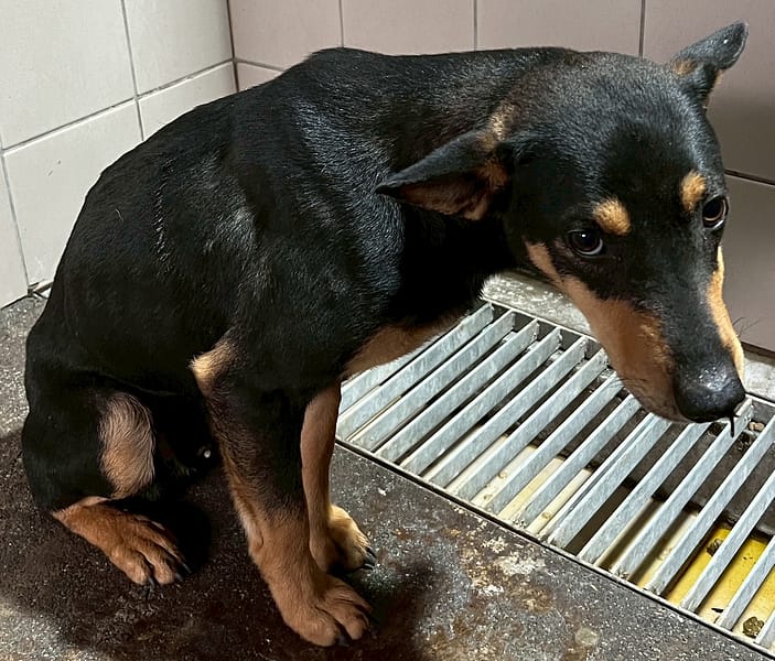 【待認養】混種犬 狗 (男生) - 花蓮縣狗貓躍動園區