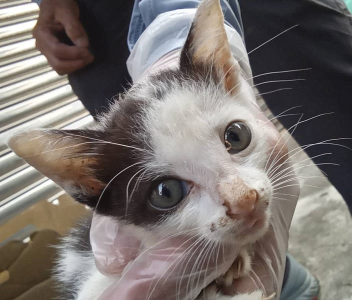 【待認養】混種貓 貓 (男生) - 桃園市動物保護教育園區