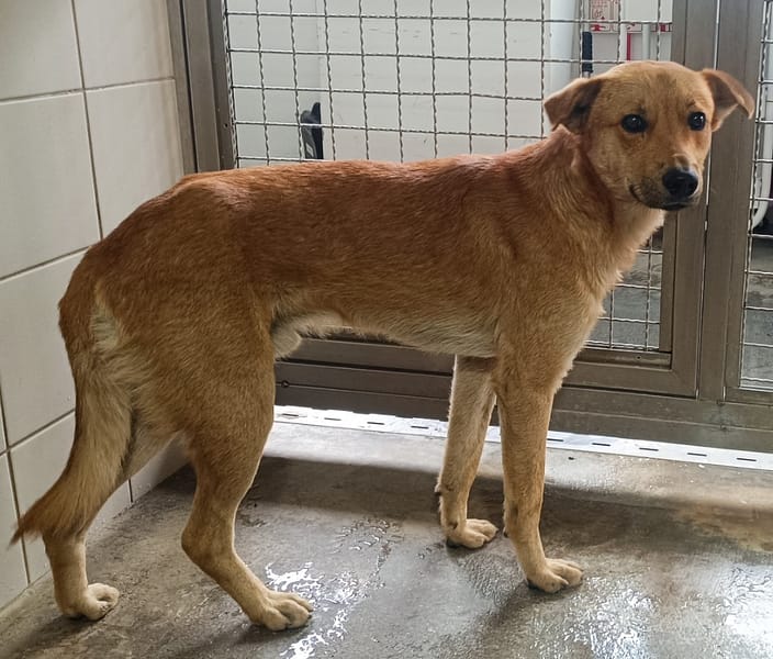 【待認養】混種犬 狗 (男生) - 花蓮縣狗貓躍動園區