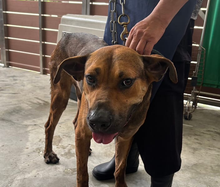 【待認養】混種犬 狗 (男生) - 新北市五股區公立動物之家