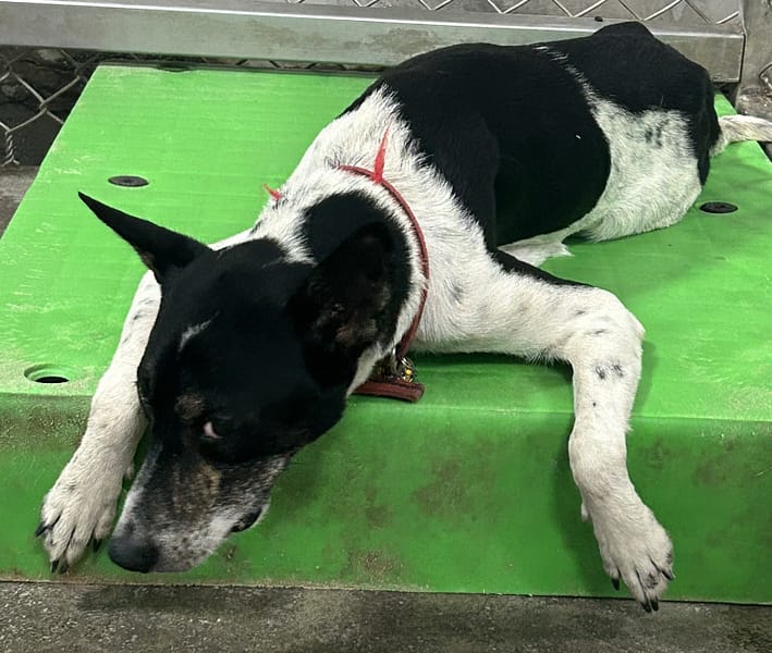 【待認養】混種犬 狗 (女生) - 臺東縣動物收容中心