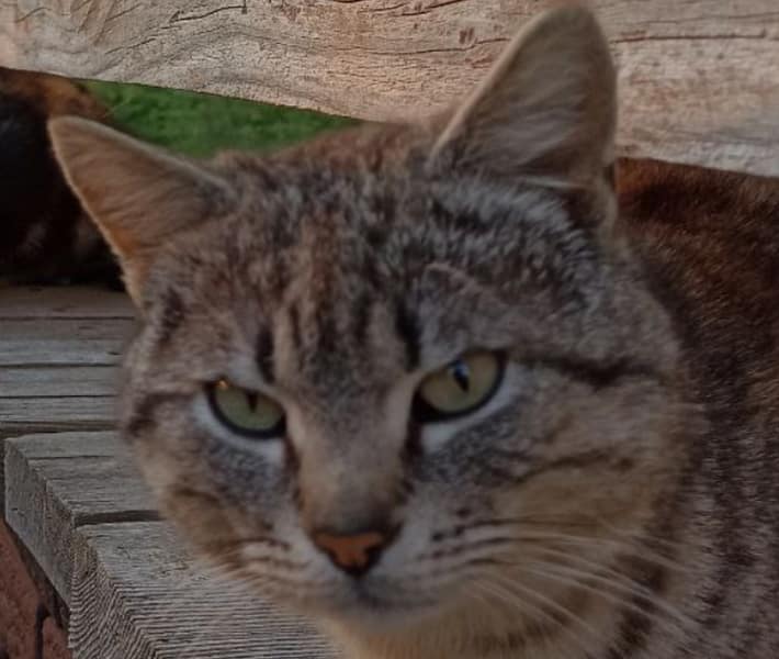 韋米雲樂寵物生活用品店