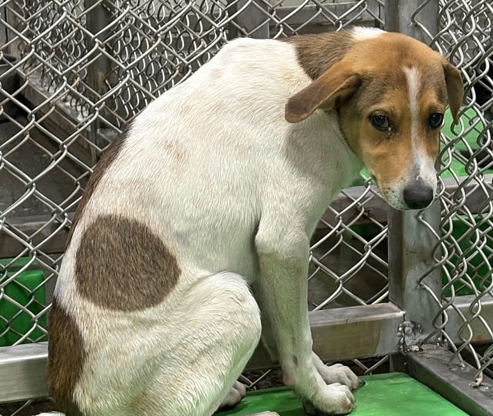 【待認養】混種犬 狗 (男生) - 臺東縣動物收容中心