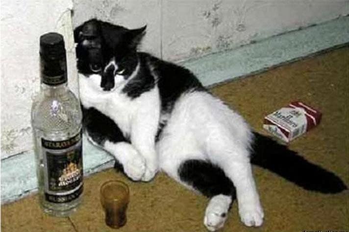 鸚粹斯特工作坊