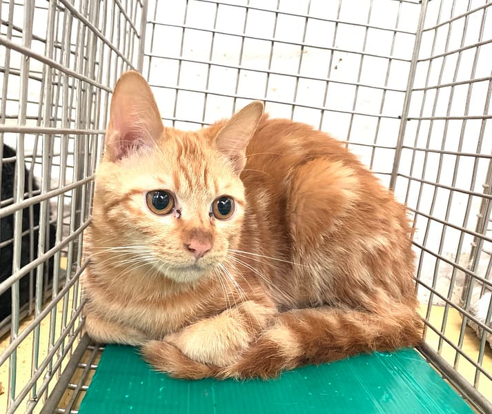 【待認養】混種貓 貓 (男生) - 臺北市動物之家