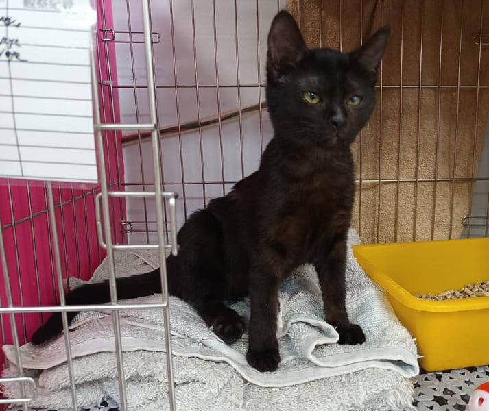 【待認養】混種貓 貓 (女生) - 新北市板橋區公立動物之家