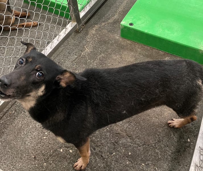 【待認養】混種犬 狗 (女生) - 臺東縣動物收容中心