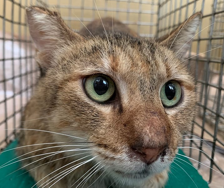 【待認養】混種貓 貓 (女生) - 臺北市動物之家