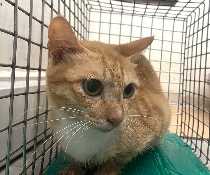 【待認養】混種貓 貓 (女生) - 臺北市動物之家