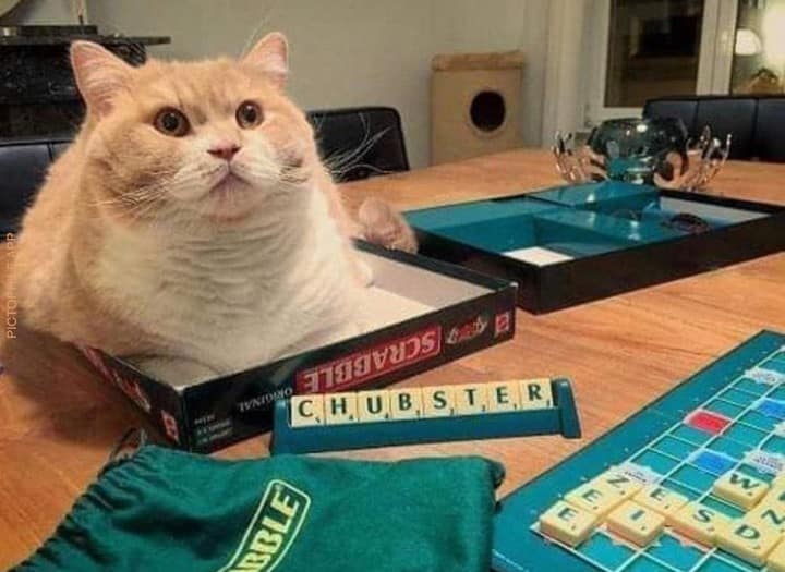 貓卜勒有限公司