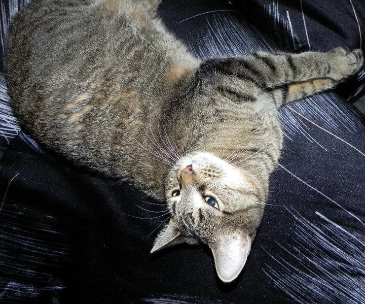 風城毛小孩美容屋