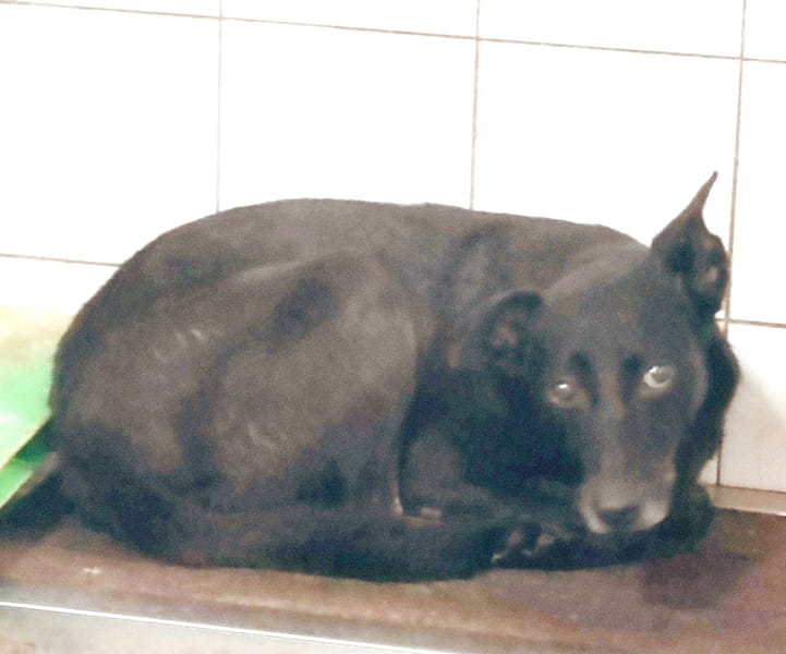 【待認養】混種犬 狗 (女生) - 新北市中和區公立動物之家