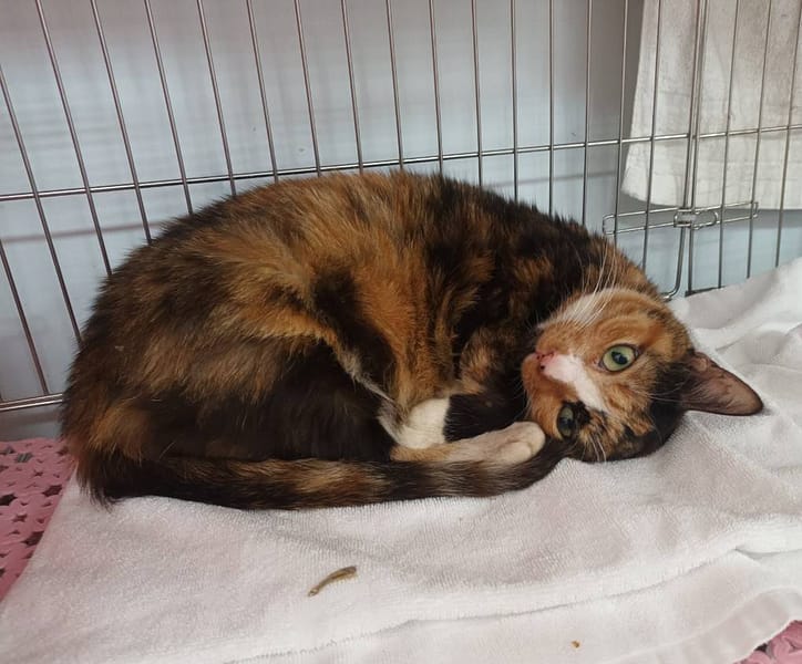 【待認養】混種貓 貓 (女生) - 新北市板橋區公立動物之家