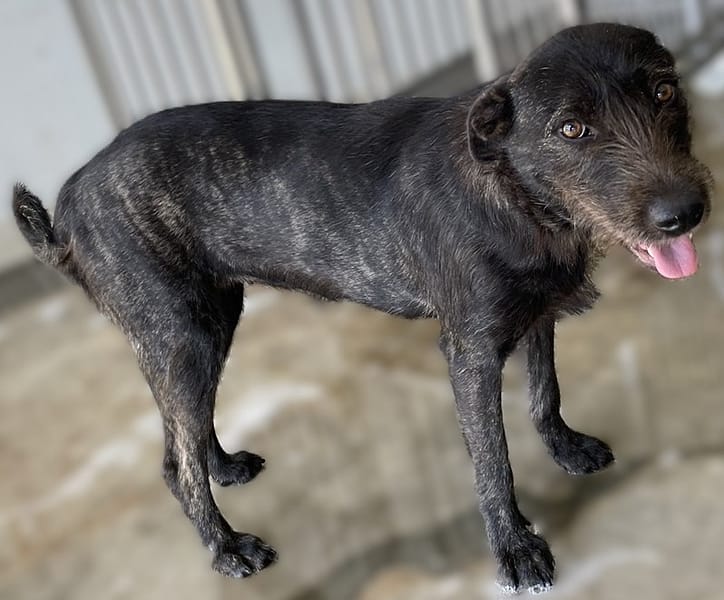 【待認養】混種犬 狗 (女生) - 花蓮縣狗貓躍動園區