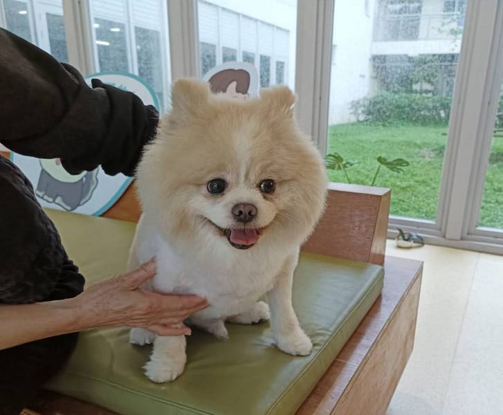 【待認養】博美犬 狗 (男生) - 新竹市動物保護教育園區