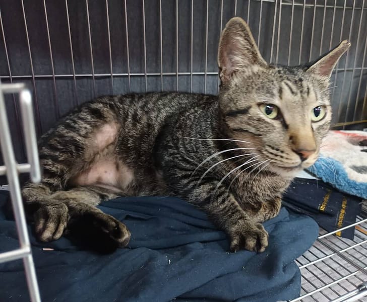 【待認養】混種貓 貓 (男生) - 新北市板橋區公立動物之家