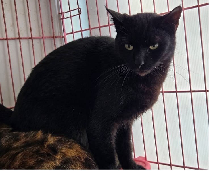 【待認養】混種貓 貓 (女生) - 臺北市動物之家