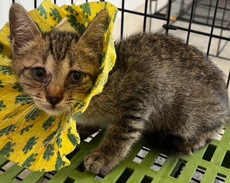 【待認養】混種貓 貓 (男生) - 花蓮縣狗貓躍動園區
