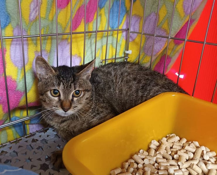 【待認養】混種貓 貓 (女生) - 新北市板橋區公立動物之家