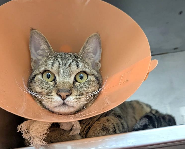 【待認養】混種貓 貓 (男生) - 新竹縣動物保護教育園區