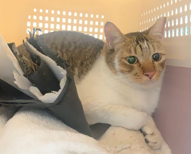 【待認養】混種貓 貓 (男生) - 臺北市動物之家