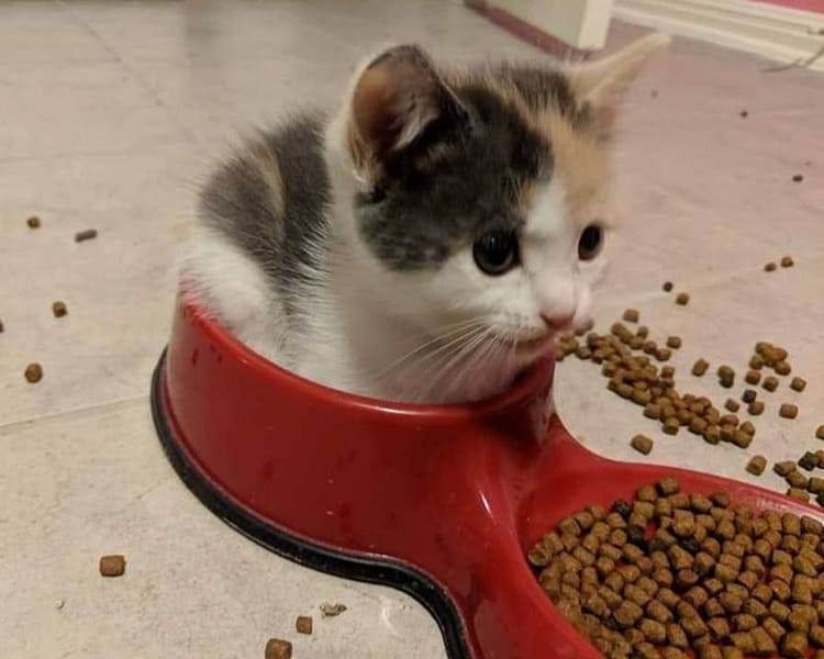 鋒毛孩寵物旅館