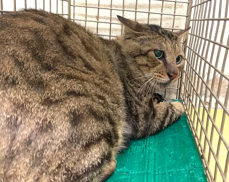 【待認養】混種貓 貓 (男生) - 臺北市動物之家