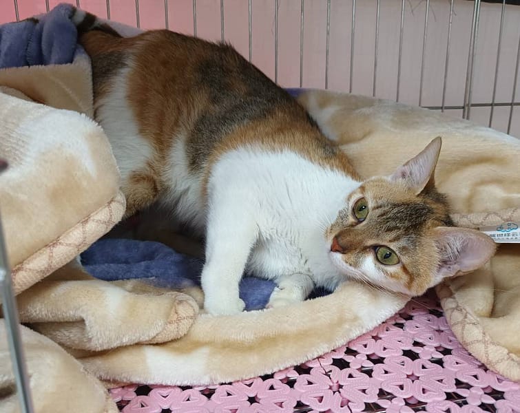 【待認養】混種貓 貓 (女生) - 新北市板橋區公立動物之家
