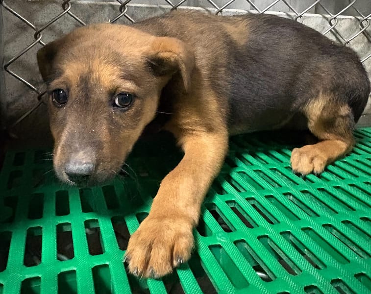 【待認養】混種犬 狗 (女生) - 臺東縣動物收容中心