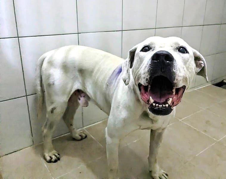 【待認養】混種犬 狗 (男生) - 新竹縣動物保護教育園區