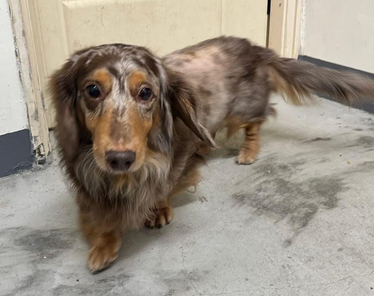 【待認養】臘腸犬 狗 (男生) - 新北市五股區公立動物之家