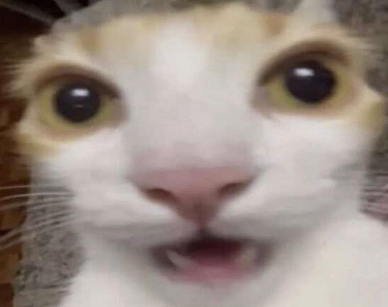 好窩寵物美容