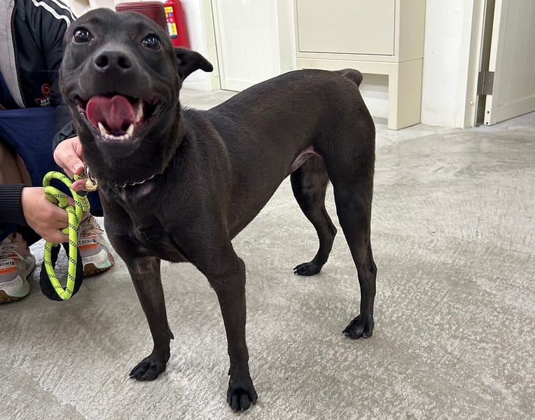 【待認養】混種犬 狗 (女生) - 臺北市動物之家