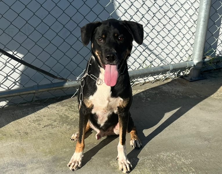 【待認養】混種犬 狗 (男生) - 臺北市動物之家