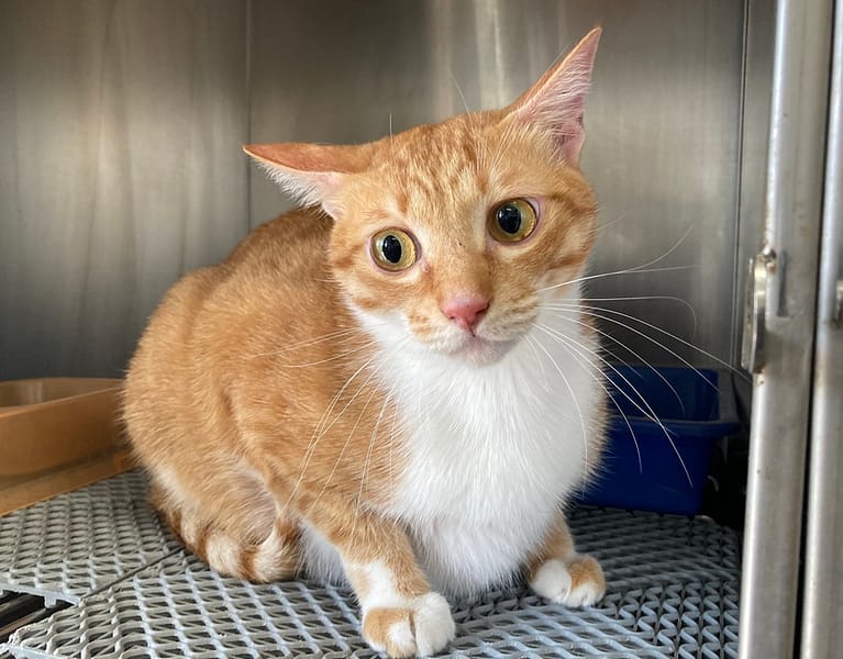 【待認養】混種貓 貓 (男生) - 桃園市動物保護教育園區