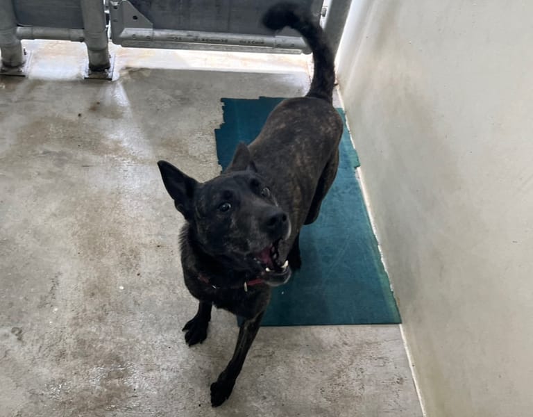 【待認養】混種犬 狗 (女生) - 臺北市動物之家