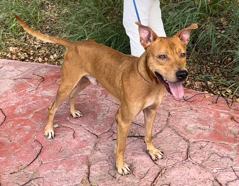 【待認養】混種犬 狗 (男生) - 新竹縣動物保護教育園區