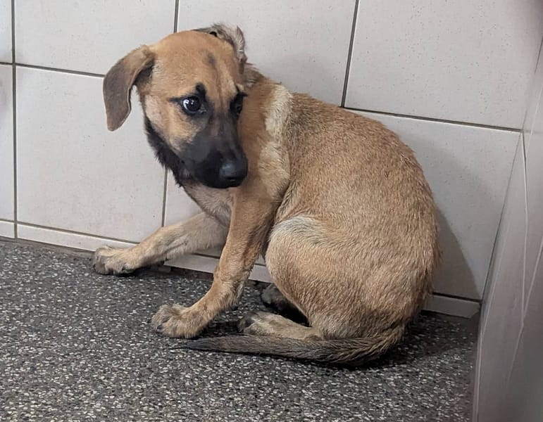 【待認養】混種犬 狗 (女生) - 高雄市燕巢動物保護關愛園區