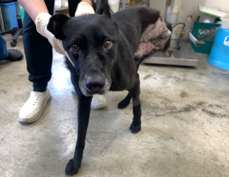 【待認養】混種犬 狗 (男生) - 臺北市動物之家