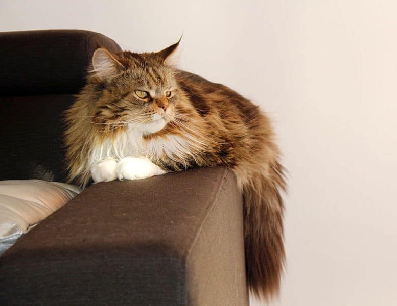 伊嘉寶貝寵物美容坊