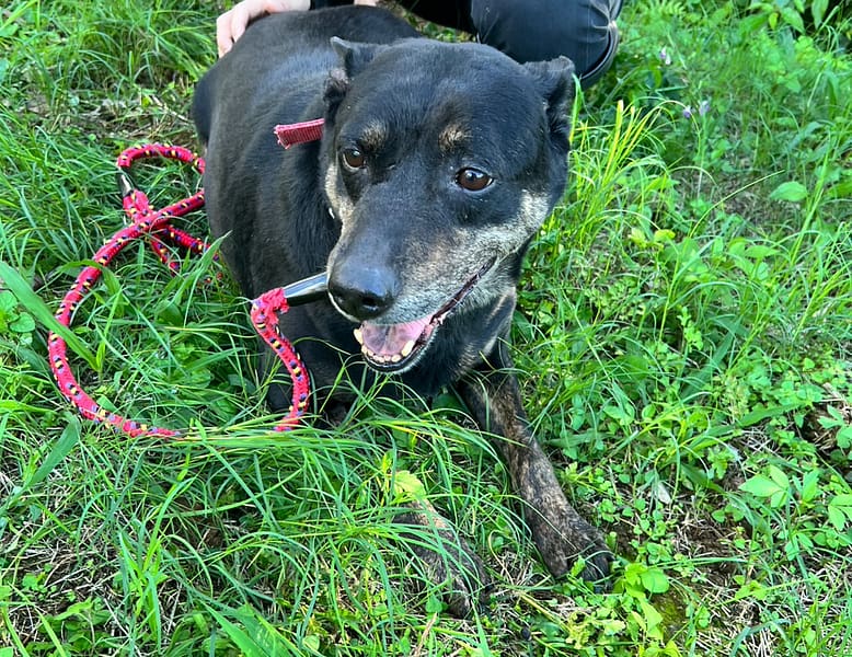 【待認養】混種犬 狗 (男生) - 新北市三芝區公立動物之家