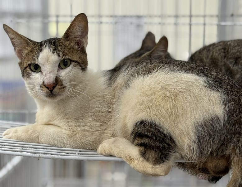 【待認養】混種貓 貓 (男生) - 苗栗縣動物保護教育園區