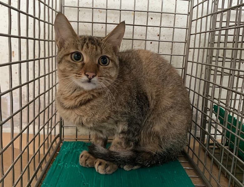 【待認養】混種貓 貓 (女生) - 臺北市動物之家