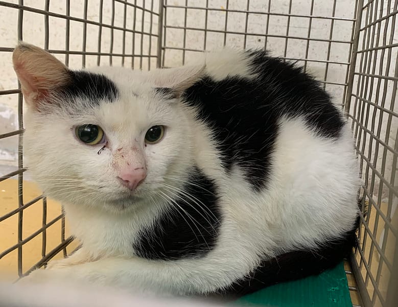 【待認養】混種貓 貓 (男生) - 臺北市動物之家