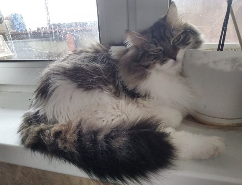 品宇寵物綜合服務