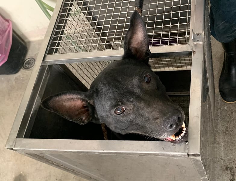 【待認養】混種犬 狗 (男生) - 臺北市動物之家